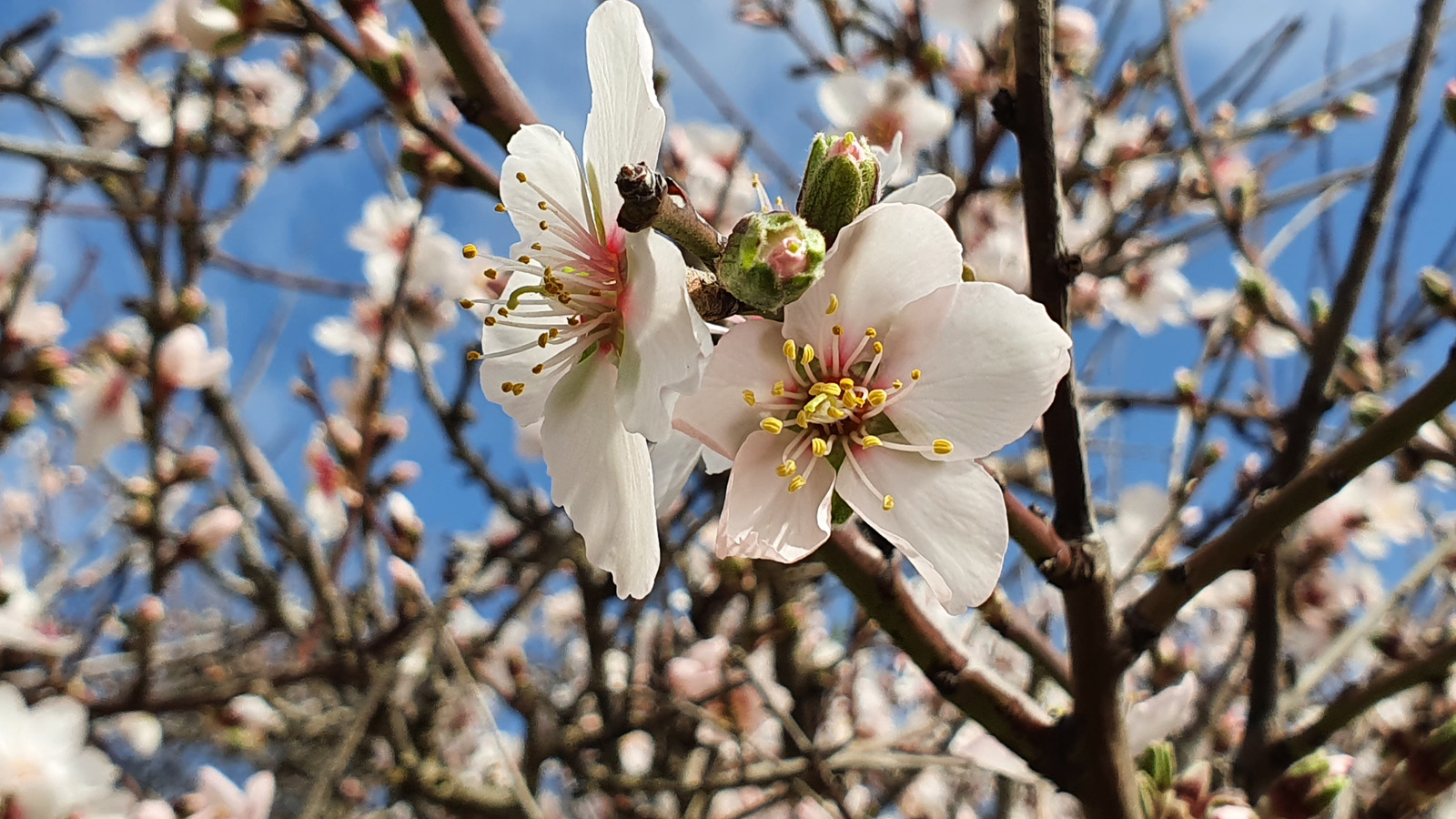 Mandelblüte
